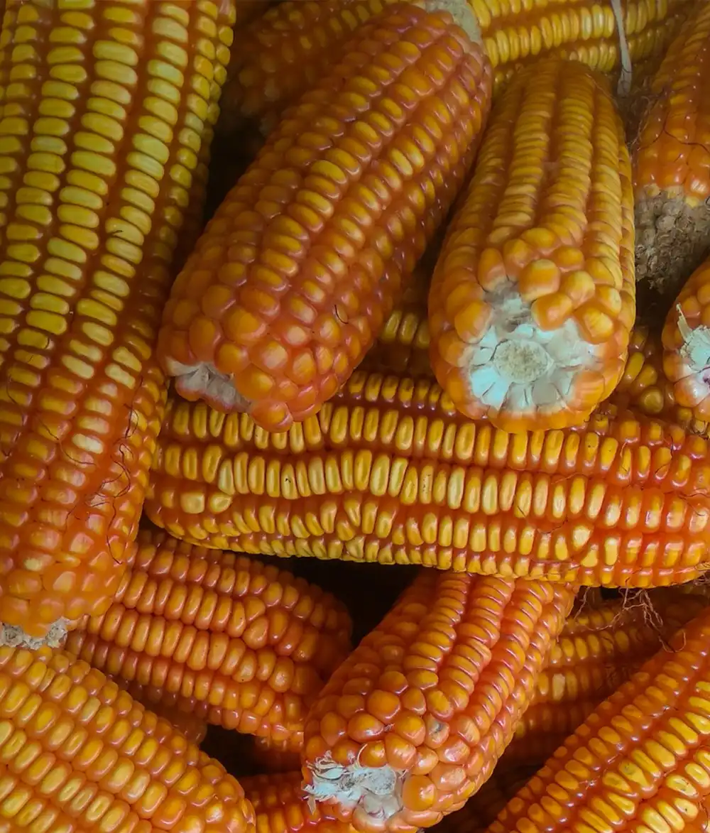 Maize